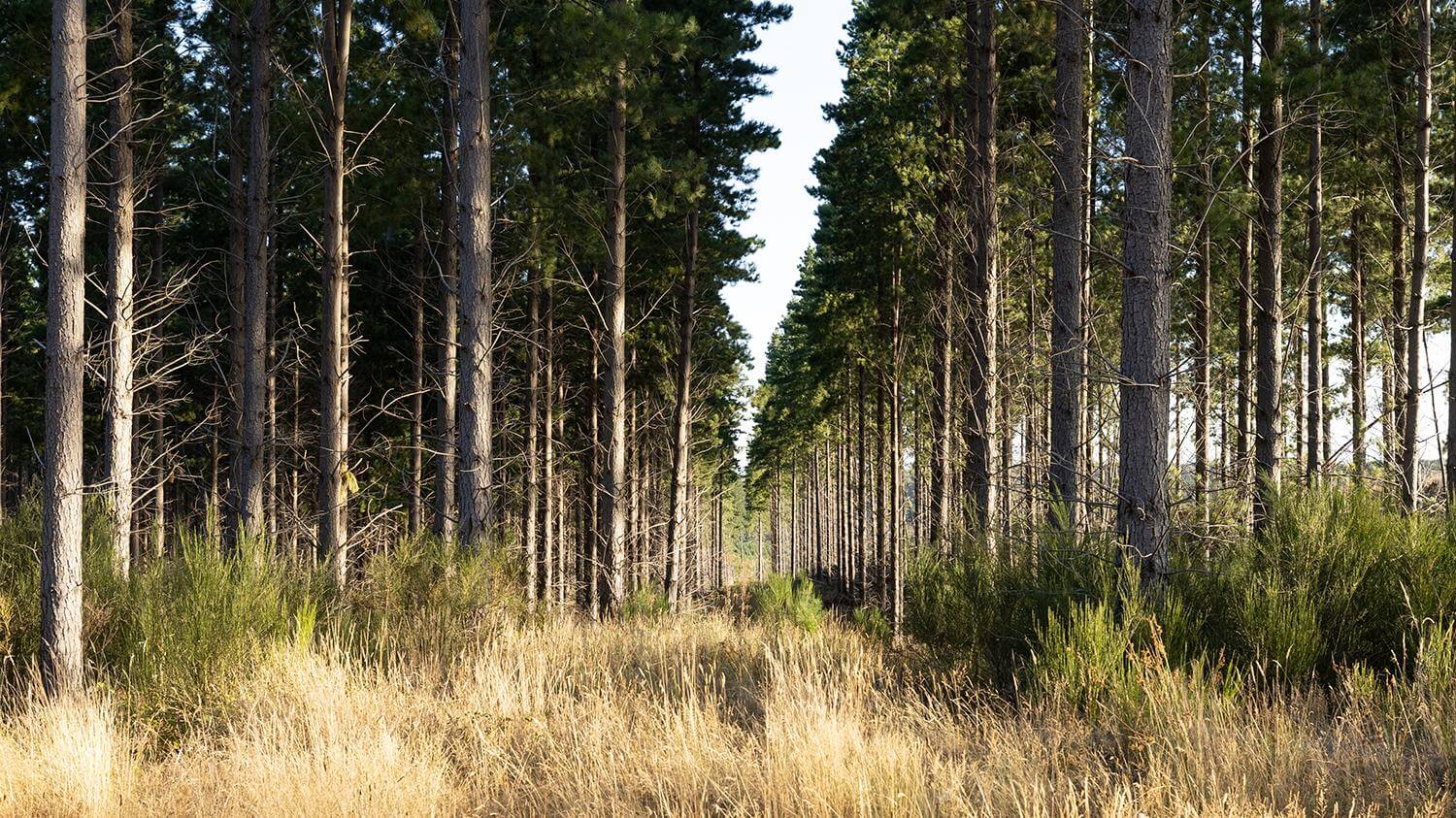 Pine Plantation