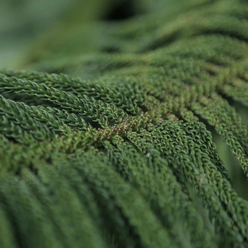 Soft Wood - Pine forest