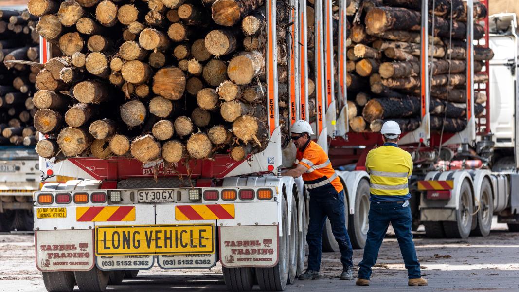 The rear of a truck with lots of wood logs stacked onto it